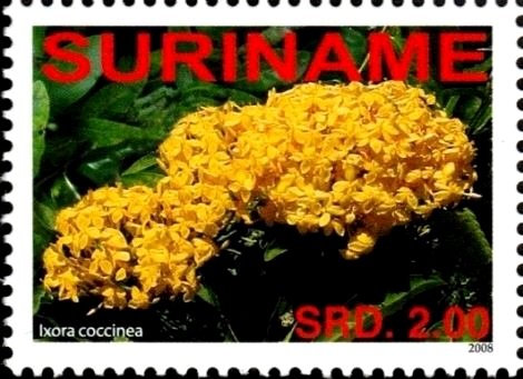 Ixora Coccinea