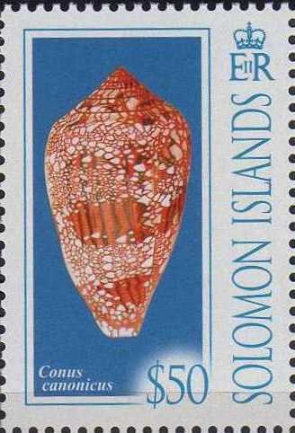 Conus canonicus