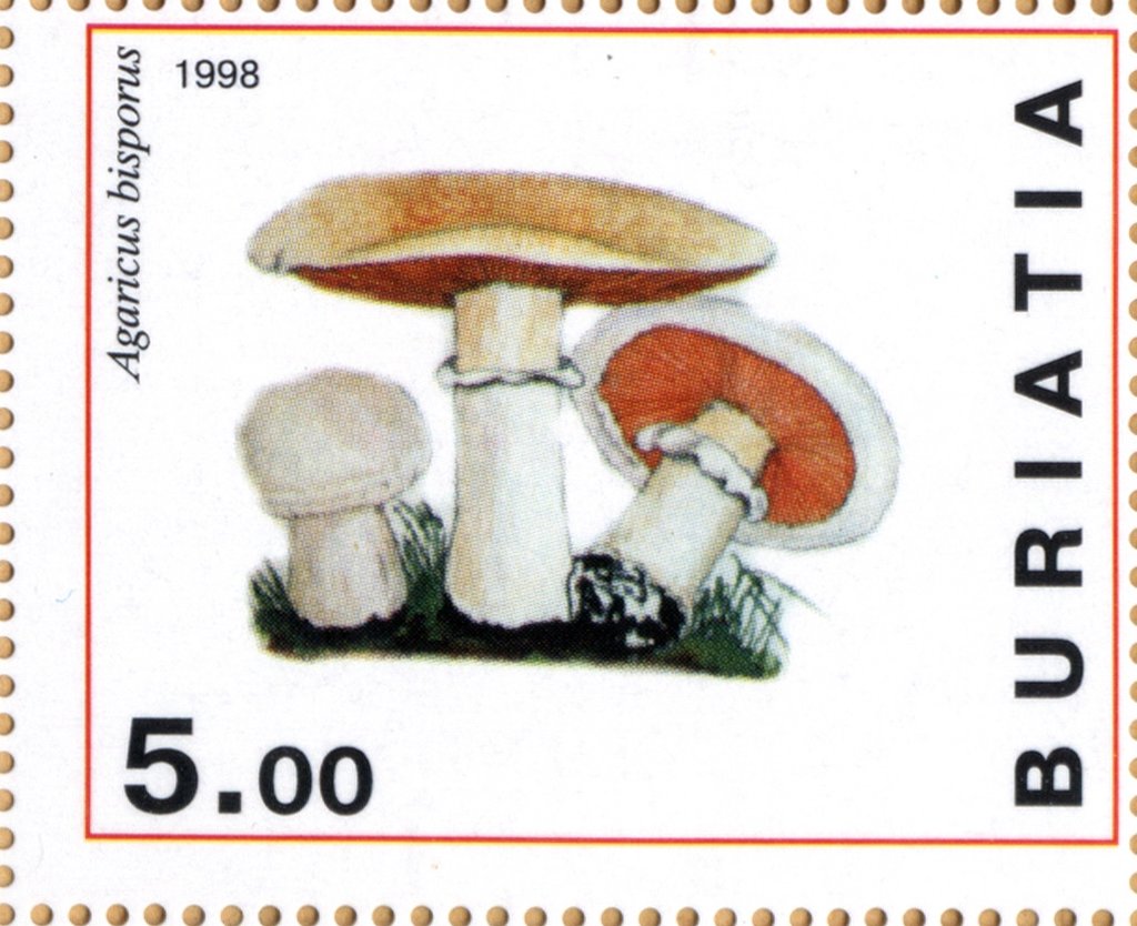 Agaricus bisporus