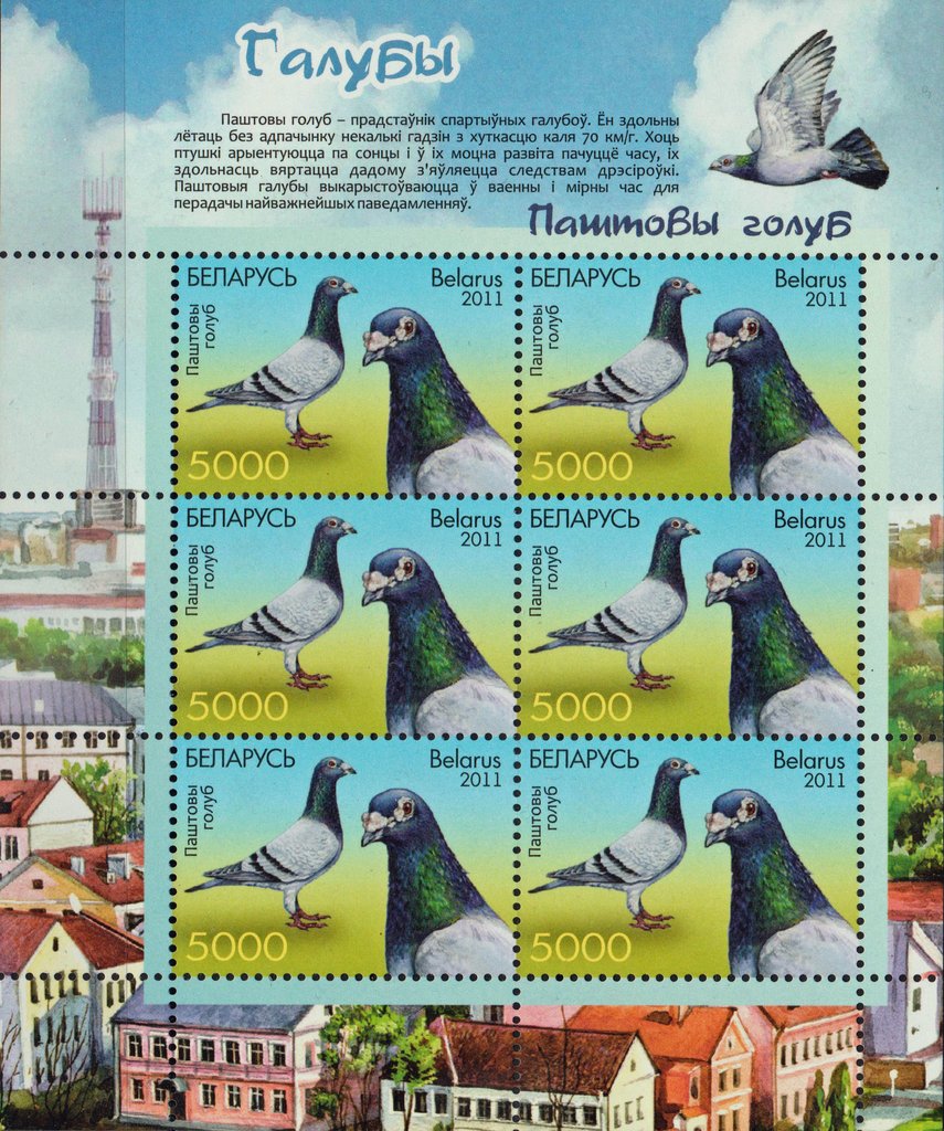 Carrier Pigeon (Columba livia forma domestica)