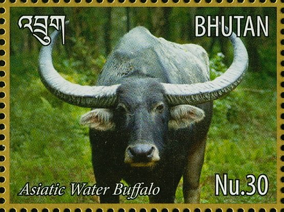 Wild Water Buffalo (Bubalus arnee)