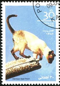 Stamp, Siamese Seal-Point (Felis silvestris catus), Cinderellas,  , Animals (Fauna), Cats