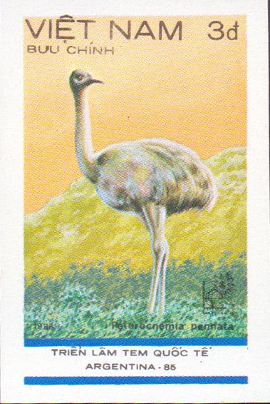 Darwin's Rhea (Peterocnemia pennata)