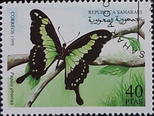Papilio Phorcas