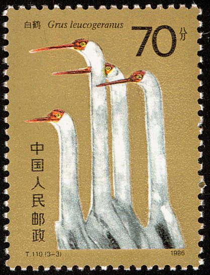 Siberian Crane (Grus Leucogeranus)