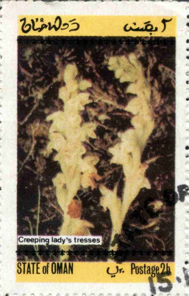 Creeping lady's tresses