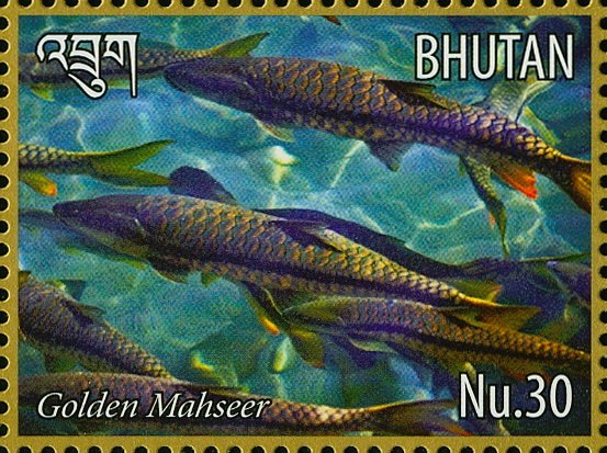 Putitor Mahseer (Tor putitora)