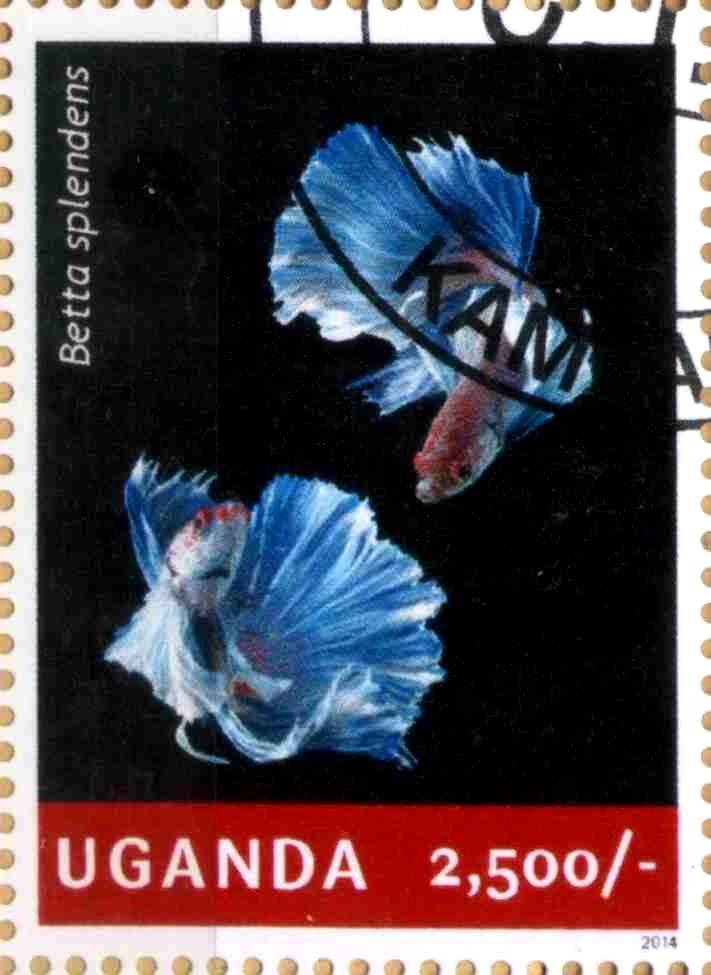Betta splendens