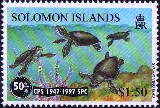 Four Turtles Swimming