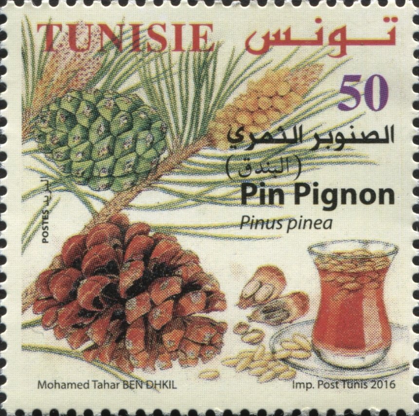 Pinion Pine (Pinus pinea)