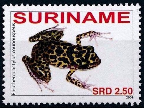 Ceratophrys cornuta