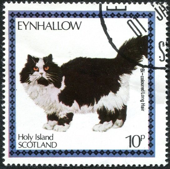 Bi-coloured Long Hair (Felis silvestris catus)