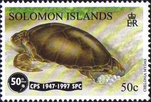 Turtle Laying Eggs