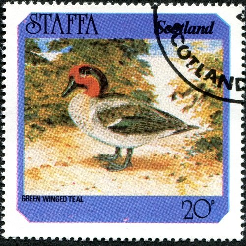Green Winged Teal (Anas carolinensis)
