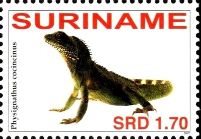 Stamp, Physignathus concincinus, Suriname,  , Animals (Fauna), Lizards, Reptiles