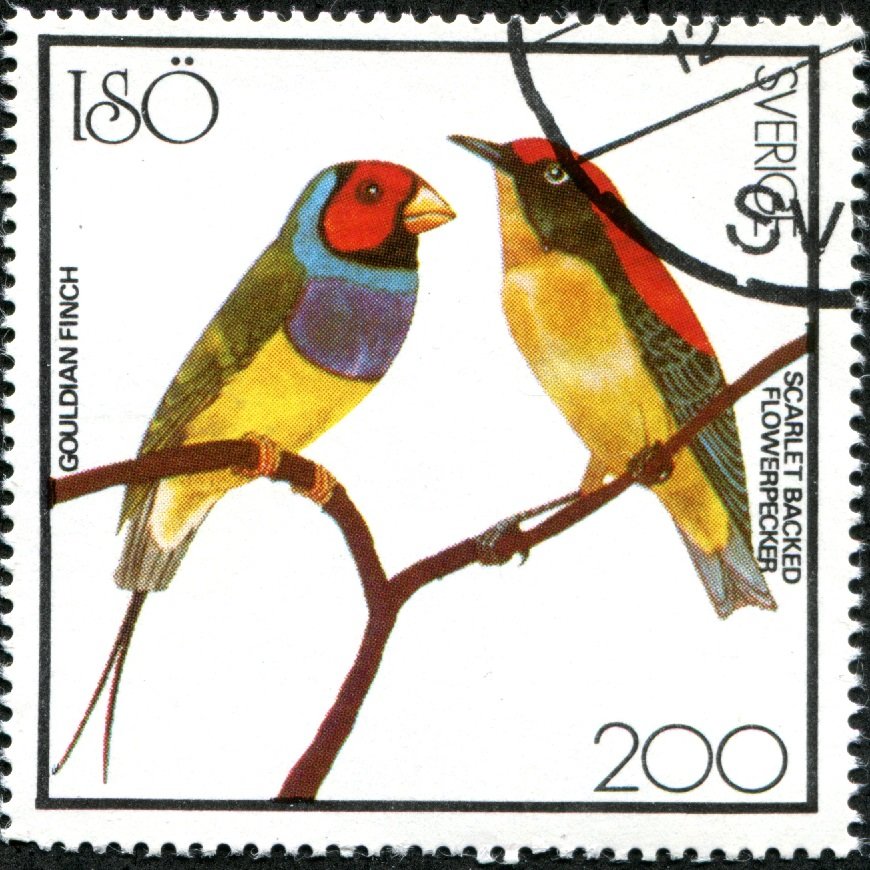 Gouldian Finch and Scarlet Backed Flowerpecker