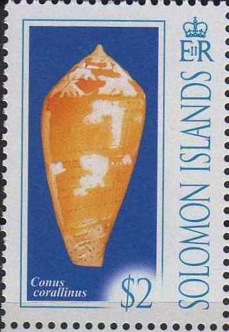Conus corallinus