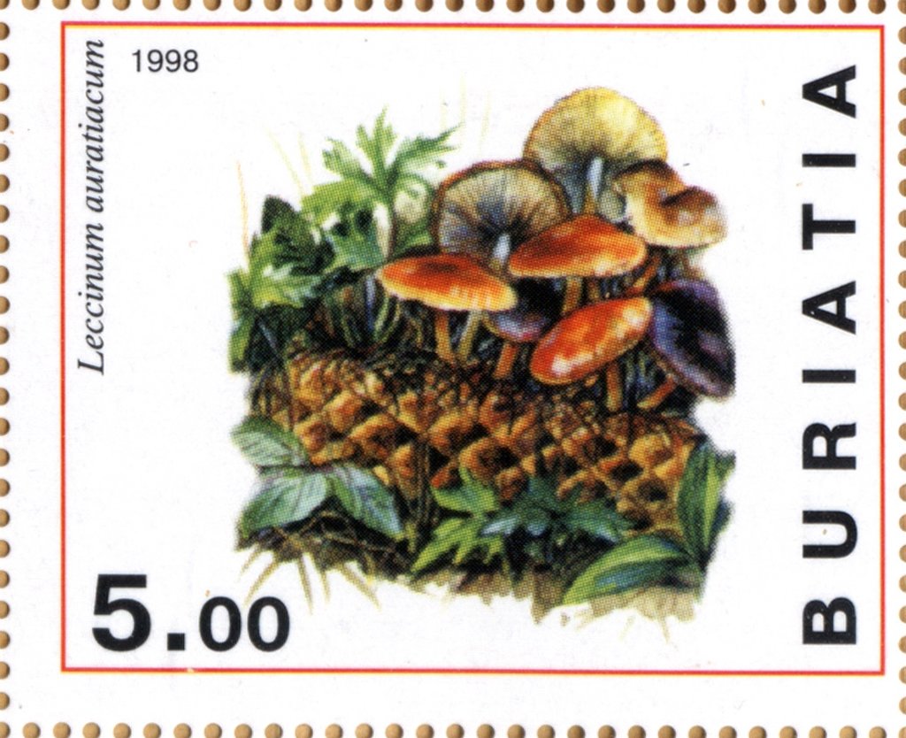 Leccinum auratiacum