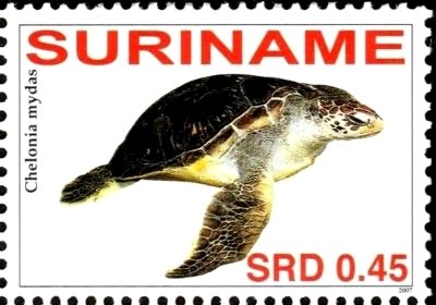 Chelonia mydas