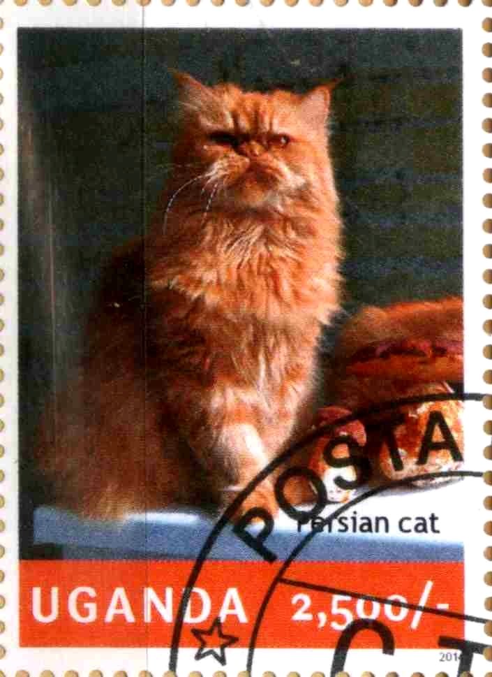 Persian cat