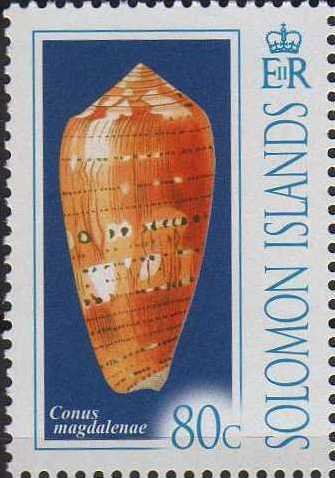 Conus magdalenae