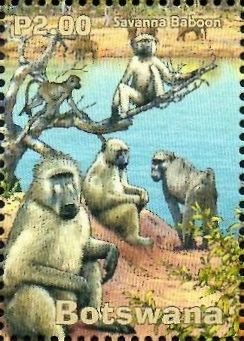 Savanna Baboon (Papio cynocephalus)