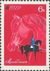 Arabian horse