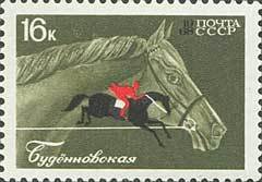 Budennovskaya horse