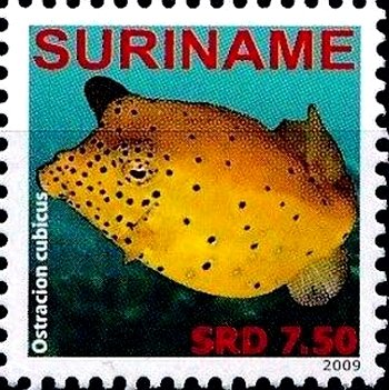 Ostracion cubicus