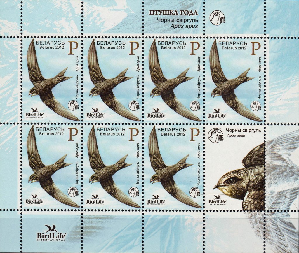 Common Swift (Apus apus)