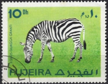 Zebra