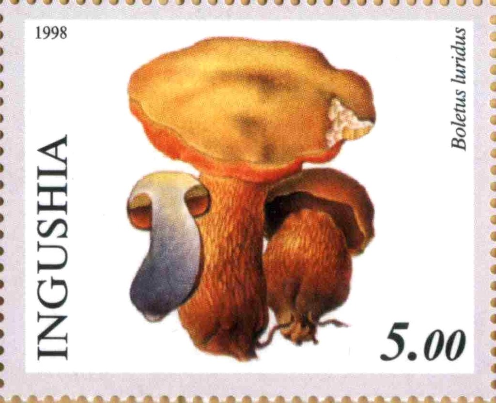 Boletus luridus