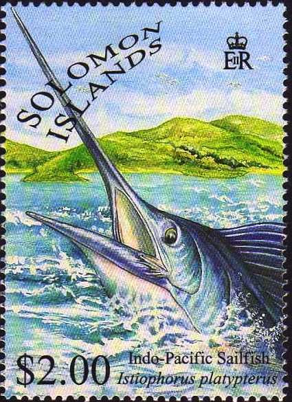 Indo-Pacific sailfish