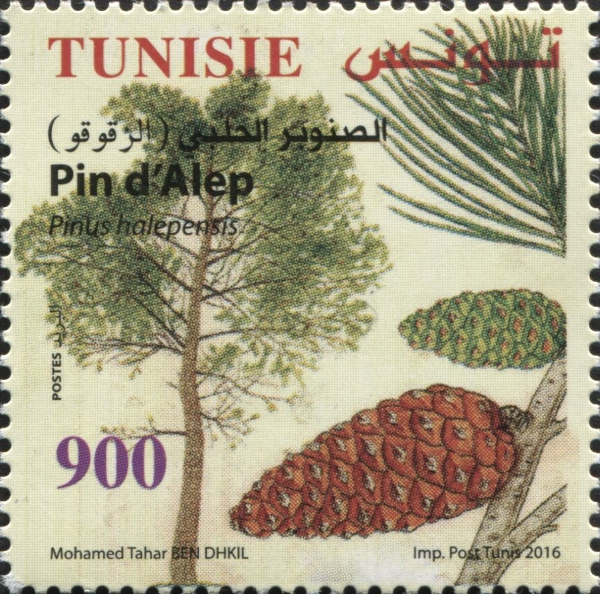 Aleppo Pine (Pinus halepensis)
