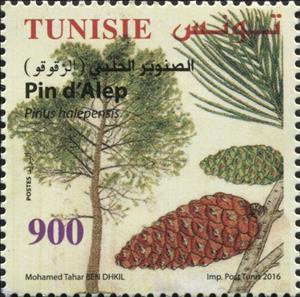Stamp, Aleppo Pine (Pinus halepensis), Tunisia,  , Plants (Flora)