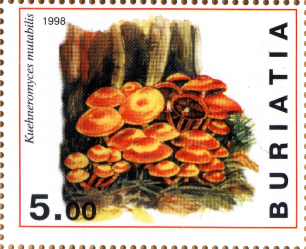 Kuehneromyces mutabilis