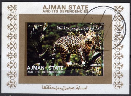 Leopard (Panthera pardus)