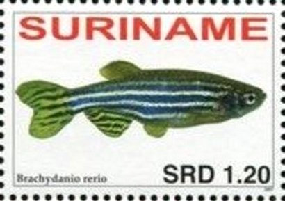 Brachydanio rerio