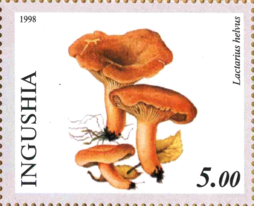 Lactarius helvus