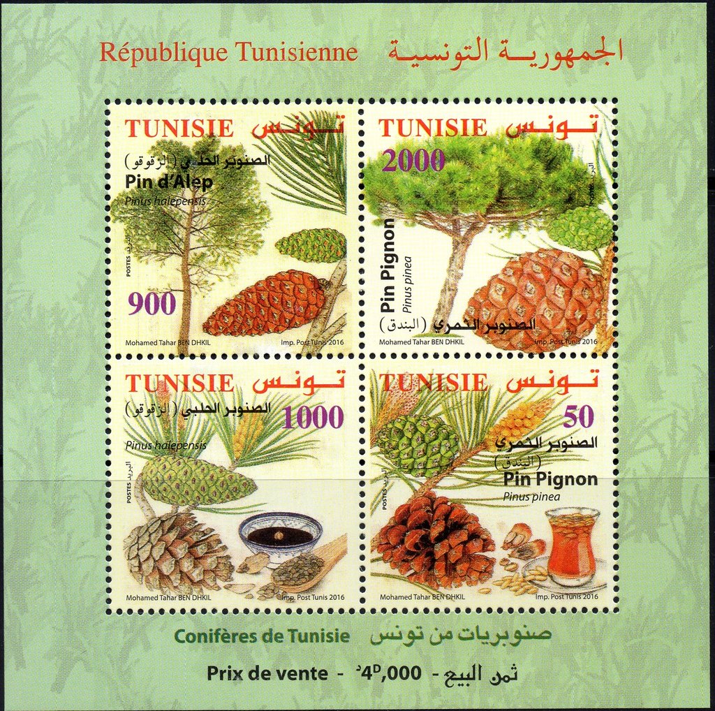 Conifers of Tunisia