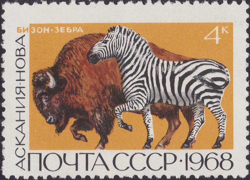 American Bison (Bison bison), Plains Zebra (Equus quagga)
