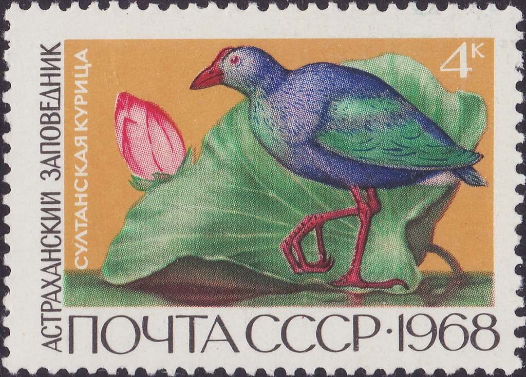 Purple Swamphen (Porphyrio porphyrio), Water Lily (Nymphaea 