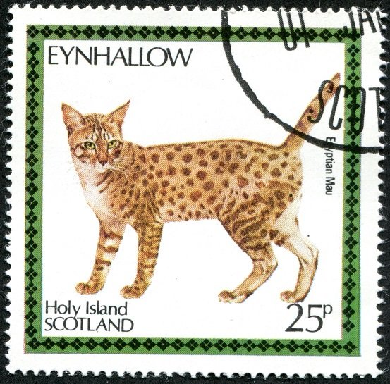 Egyptian Mau (Felis silvestris catus)