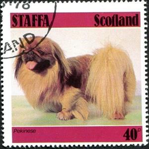 Stamp, Pekingese, Cinderellas,  , Animals (Fauna), Dogs