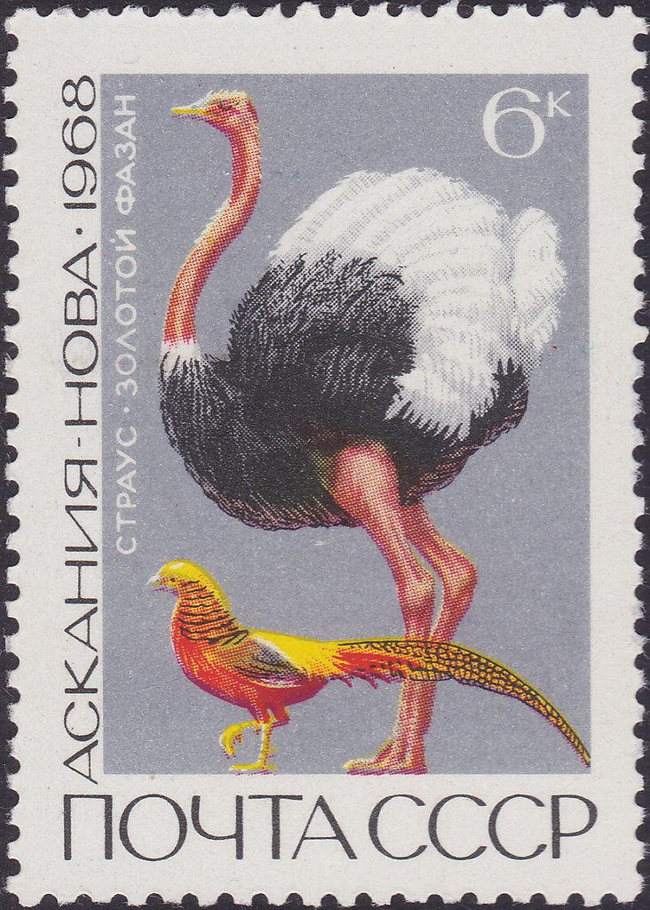 Ostrich (Struthio camelus), Golden Pheasant (Chrysolophus pi