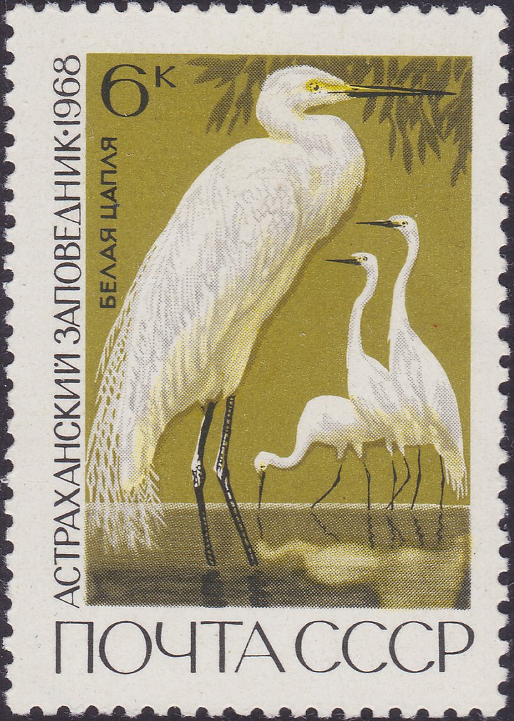 Great Egret (Egretta alba)