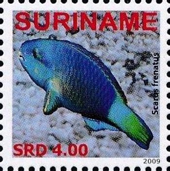 Scarus frenatus
