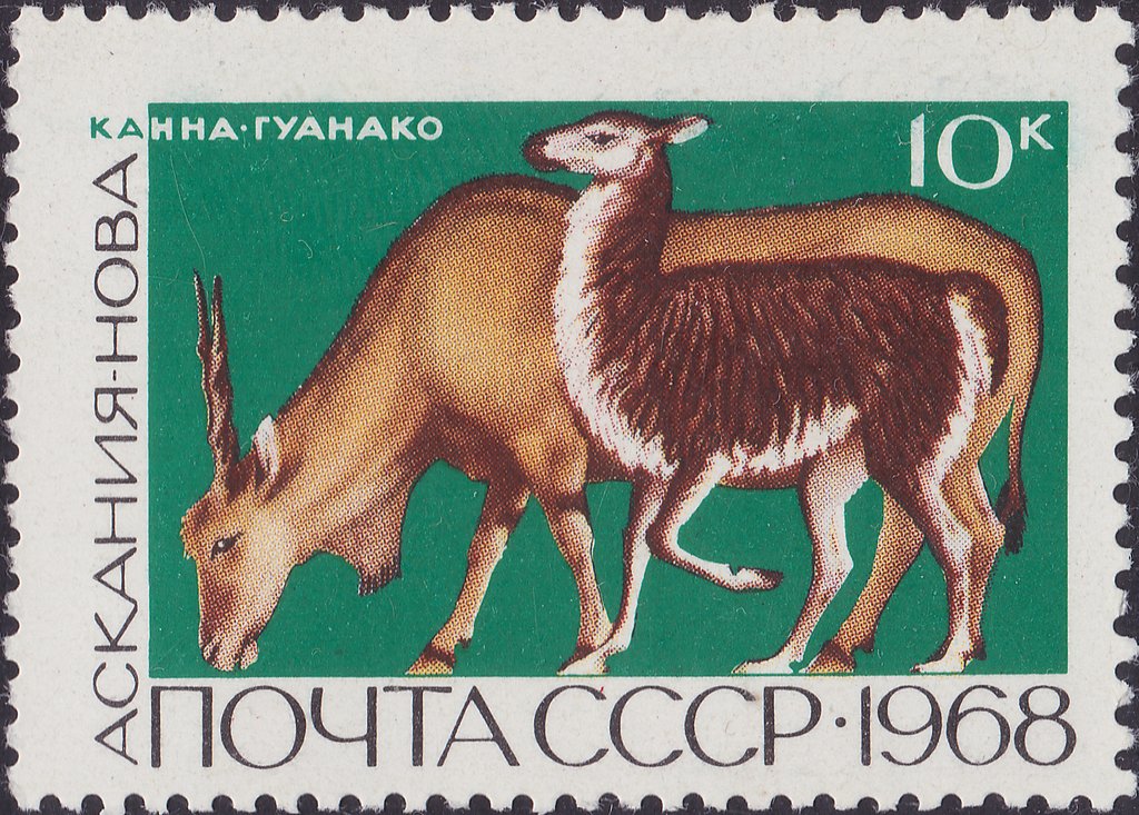 Common Eland (Taurotragus oryx), Guanaco (Lama guanicoe)  