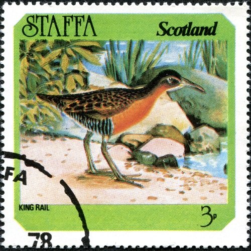 King Rail (Rallus elegans)