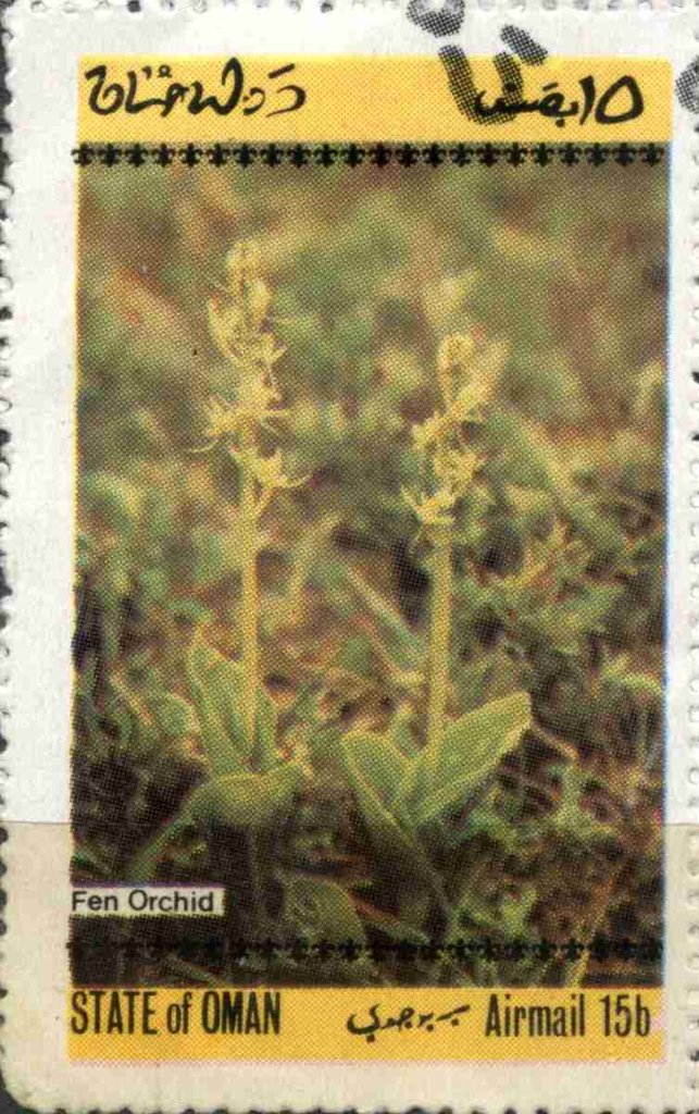 Fen orchid